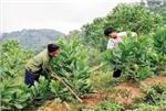 Hiện trạng công tác quản lý, trồng và chăm sóc bảo vệ rừng Hà Nội